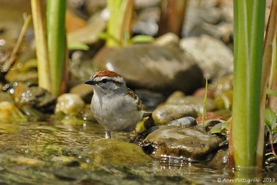 Chipping-Sparrow---7288.jpg