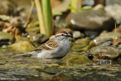 Chipping-Sparrow---7297.jpg