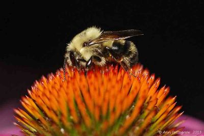 Common-Eastern-Bumble-Bee-(Bombus-impatiens)---0054.jpg