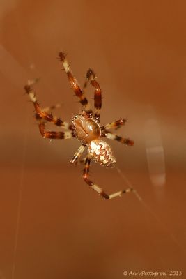 Cross-Spider-(Araneus-didematus)---2013-Sept-22----0001.jpg