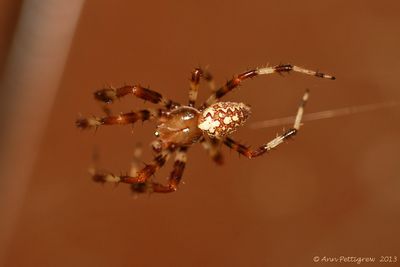 Cross-Spider-(Araneus-didematus)---2013-Sept-22----0005.jpg