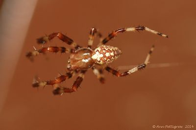 Cross-Spider-(Araneus-didematus)---2013-Sept-22----0006.jpg