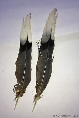 Feathers-of-unknown-bird---1185.jpg