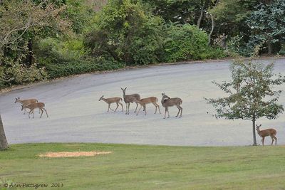 Five-Fawns-&-Two-Does---2013-Sept-15---2840.jpg