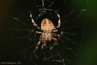 Furrow-Spider---2013-July-23---0133.jpg