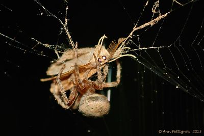 Furrow-Spider-with-Moth---0151.jpg