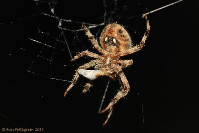 Furrow-Spider-with-Moth---0169.jpg