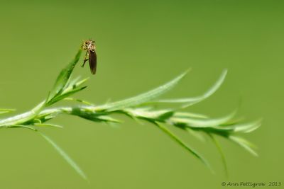 Holcocephala---2013-July---1778.jpg