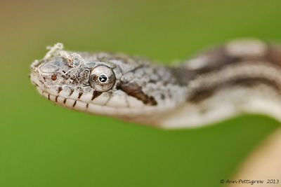Juvenile-Black-Snake---0126.jpg