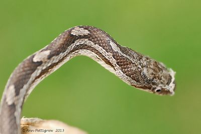 Juvenile-Black-Snake---0129.jpg