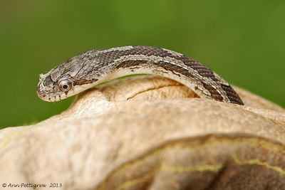 Juvenile-Black-Snake---0154.jpg
