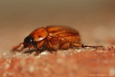 May-Beetle---0012.jpg