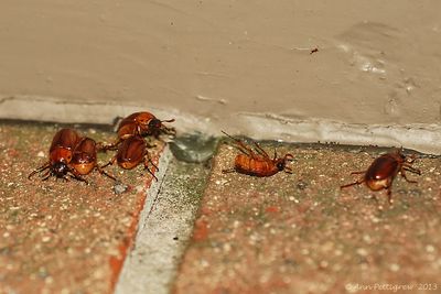 May-Beetles-(Mating-Flight)---0011.jpg