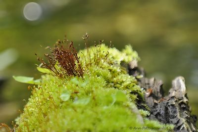 Moss-Sporophytes---7107.jpg