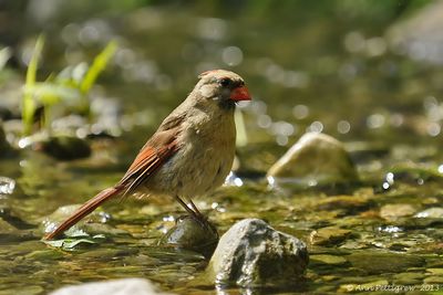 Northern-Cardinal---7328.jpg