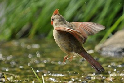 Northern-Cardinal---7333.jpg