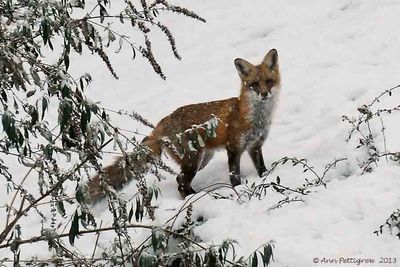 Red-Fox---2013-Dec-14---3514.jpg