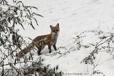 Red-Fox---2013-Dec-14---3516.jpg