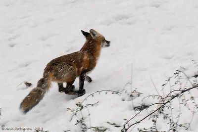 Red-Fox---2013-Dec-14---3518.jpg