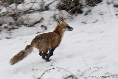 Red-Fox---2013-Dec-14---3522.jpg