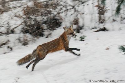 Red-Fox---2013-Dec-14---3523.jpg