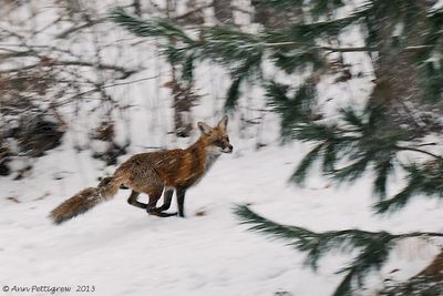 Red-Fox---2013-Dec-14---3524.jpg