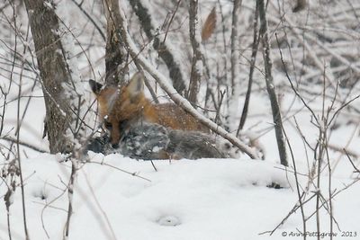 Red-Fox-with-Gray-Squirrel-that-Bodie-&-Becket-Killed------2013-Dec-14---3542.jpg
