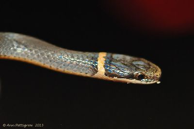 Ring-necked-Snake-(Juvenile)---0005.jpg