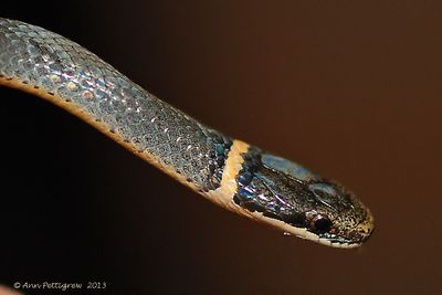 Ring-necked-Snake-(Juvenile)---0006.jpg