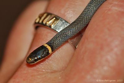 Ring-necked-Snake-(Juvenile)---0007.jpg