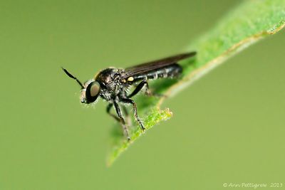 Robber-Fly---0070.jpg