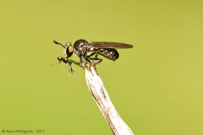 Robber-Fly-sp.-with-Prey---0160.jpg