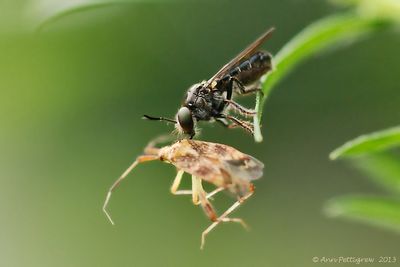 Robber-Fly-with-Bug---0028.jpg