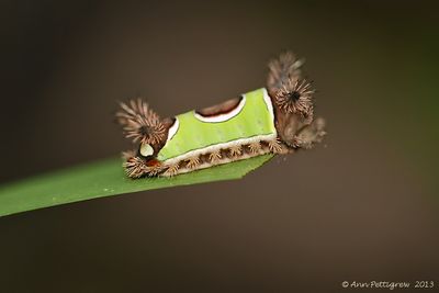 Saddleback-Caterpillar-(Acharia-stimulea)---0113.jpg