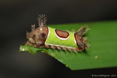 Saddleback-Caterpillar-(Acharia-stimulea)---0188.jpg