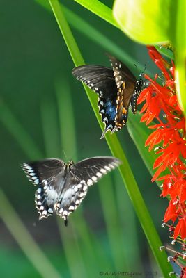 Spicebush-Swallowtails-(Male-&-Female)----2013-Aug-4---1822.jpg