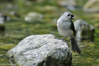 Tufted-Titmouse---7161.jpg