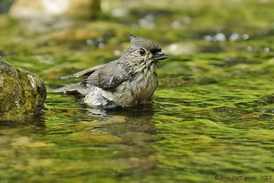 Tufted-Titmouse---7416.jpg