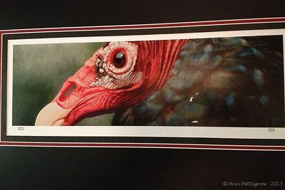 Turkey-Vulture-by-David-Kiehm---1237.jpg