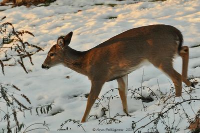 White-tailed-Deer-3548.jpg