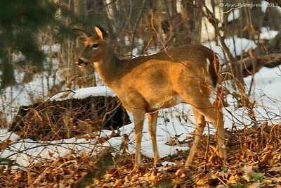 White-tailed-Deer-3568.jpg