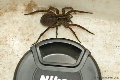 Wolf-Spider---0007.jpg