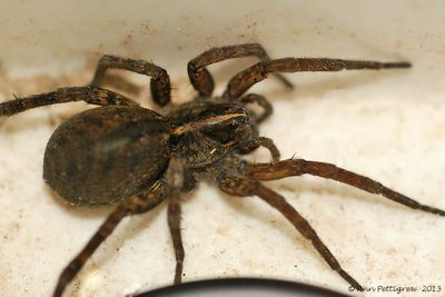 Wolf-Spider---0011.jpg