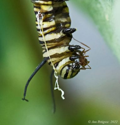 Ant Exploring a Dead Monarch Caterpillar