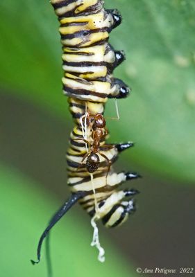 Ant Exploring a Dead Monarch Caterpillar