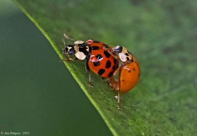 Asian Multicolored Lady Beetle