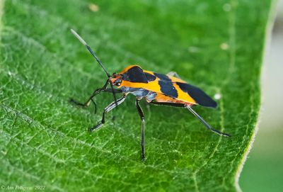 Large Milkweed Bug