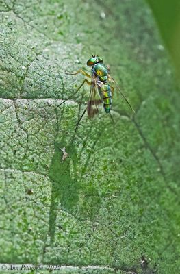 Long-legged Fly