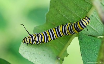 Monarch Caterpillar