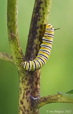 Monarch Caterpillar